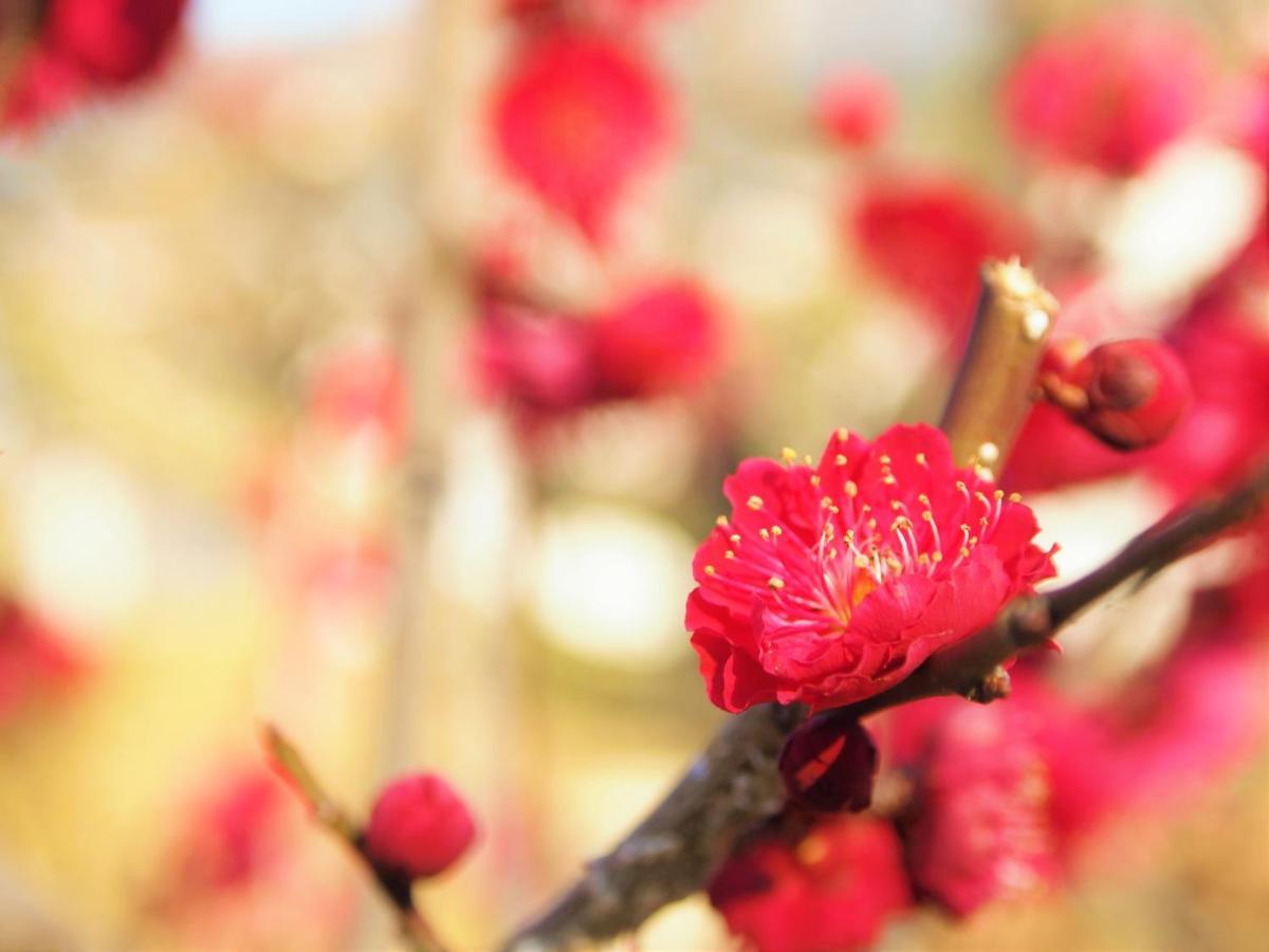 Stay Sakura Kyoto Gion Miyagawacho Luaran gambar